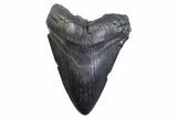 Fossil Megalodon Tooth - South Carolina #371776-1